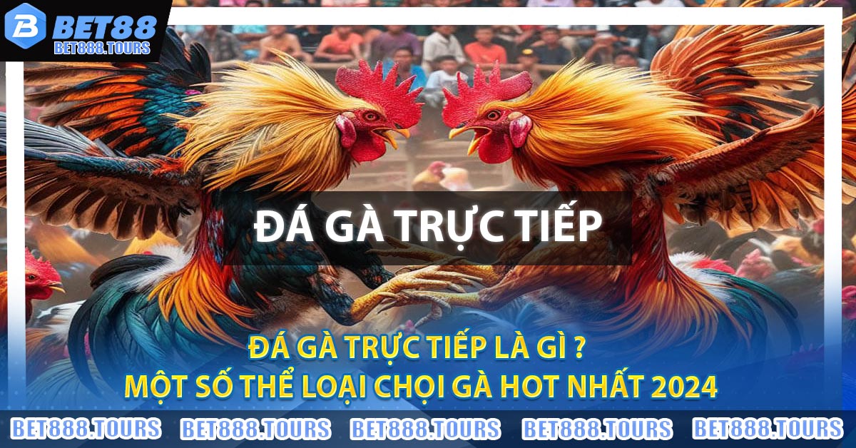Đá Gà Trực Tiếp Là Gì ? Một Số Thể Loại Chọi Gà Hot Nhất 2024