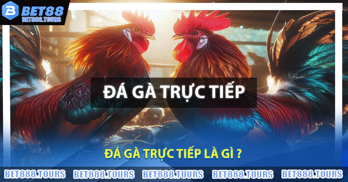 Đá Gà Trực Tiếp Là Gì ?