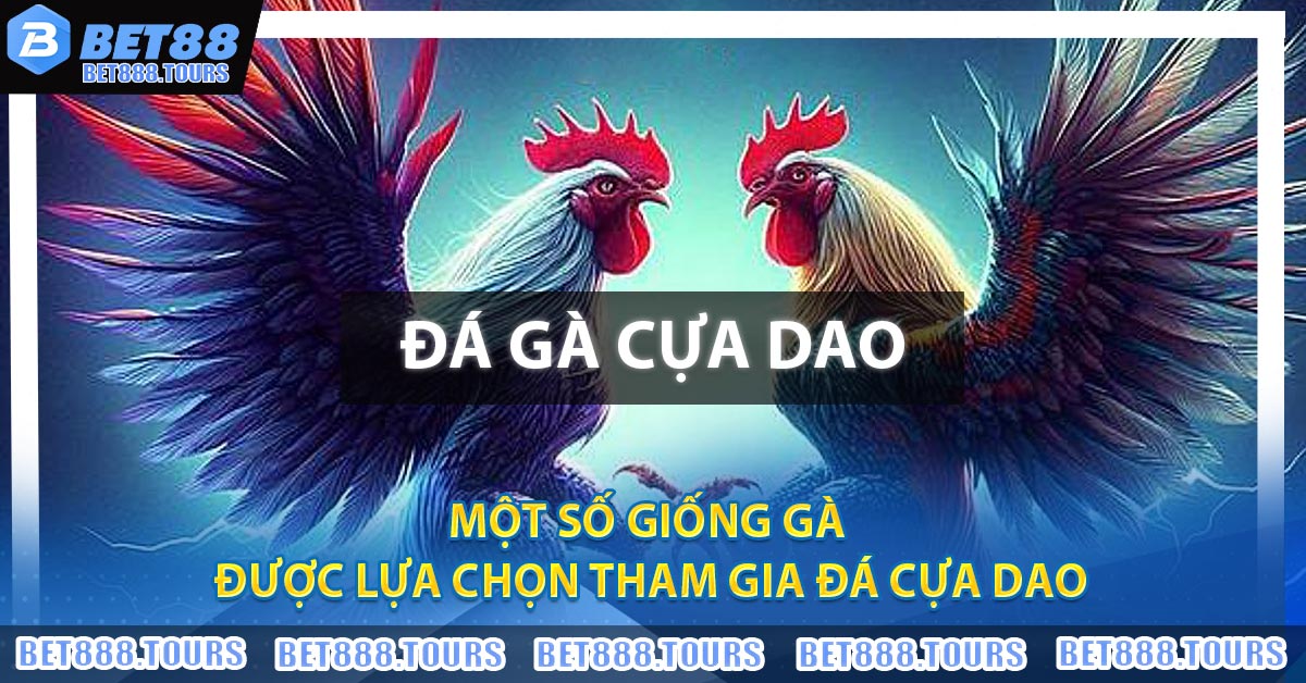 Một số giống gà được lựa chọn tham gia đá cựa dao